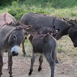 Eco Mila Penzion