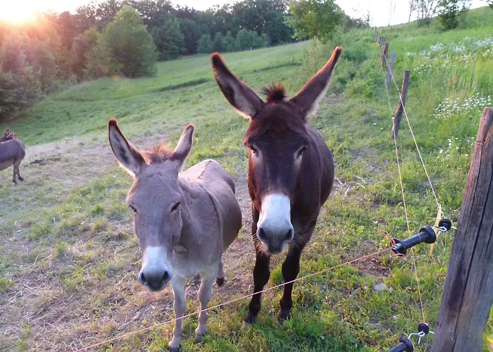 Eco Mila 3* ロガシュカ・スラティナ