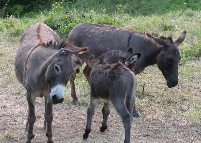 Eco Mila ゲストハウス